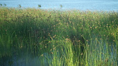 Schoenoplectus scirpoides