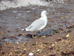 Larus delawarensis