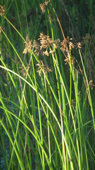 Schoenoplectus scirpoides