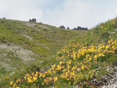 Anthyllis vulneraria alpestris