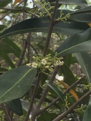 Cartrema americana
