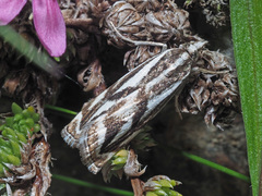 Catoptria luctiferella