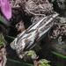Catoptria luctiferella - Photo (c) Felix Riegel, alguns direitos reservados (CC BY-NC), uploaded by Felix Riegel