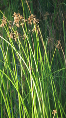 Schoenoplectus scirpoides