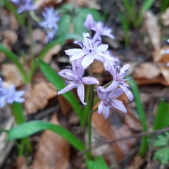 Scilla bifolia
