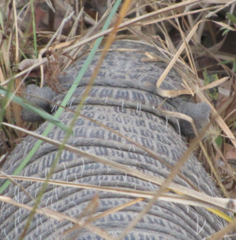 Euphractus sexcinctus