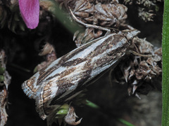 Catoptria luctiferella