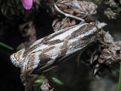 Catoptria luctiferella