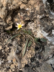 Tulipa turkestanica