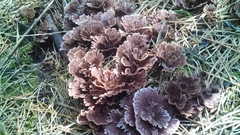 Thelephora caryophyllea