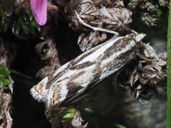 Catoptria luctiferella