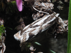 Catoptria luctiferella