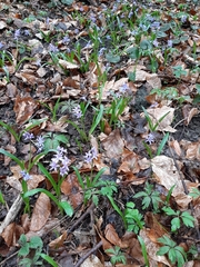Scilla bifolia