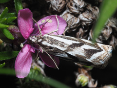 Catoptria luctiferella