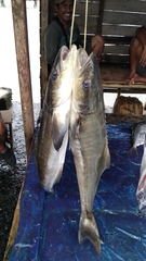 Rachycentron canadum