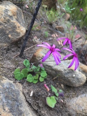 Senecio cymbalarifolius