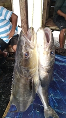 Rachycentron canadum