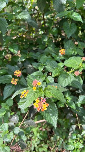 common lantana