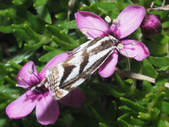 Catoptria luctiferella