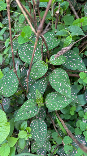 Polka Dot Plant
