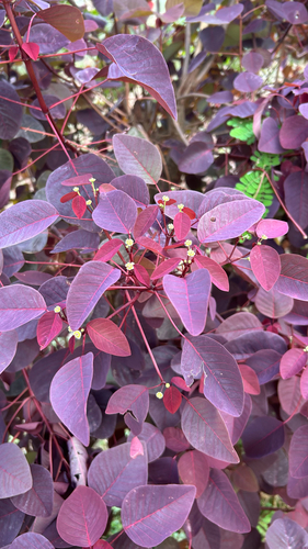 Mexican shrubby spurge