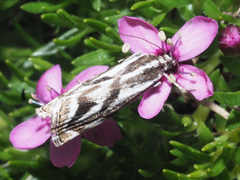 Catoptria luctiferella