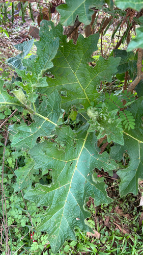 Solanum dasyphyllum
