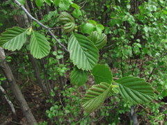 Alnus × pubescens