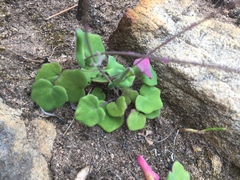 Senecio cymbalarifolius