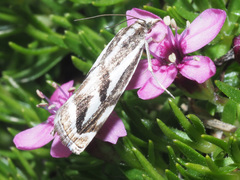 Catoptria luctiferella