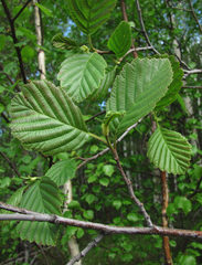 Alnus × pubescens
