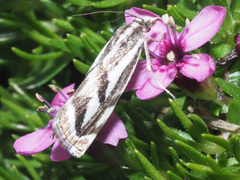 Catoptria luctiferella