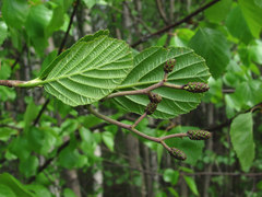 Alnus × pubescens