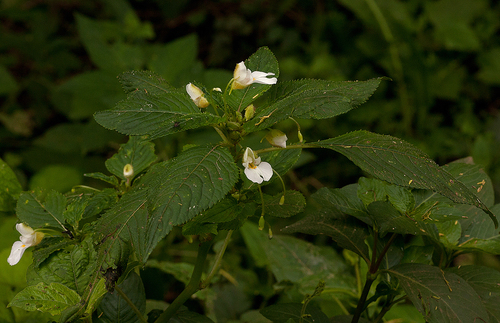 Impatiens burtonii image