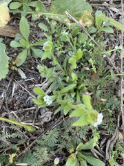 Plagiobothrys collinus