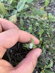 Plagiobothrys collinus