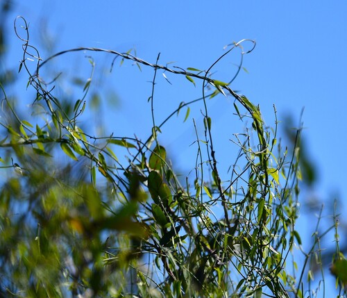 Orthosia virgata