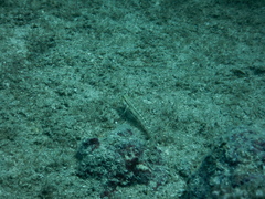 Gnatholepis thompsoni