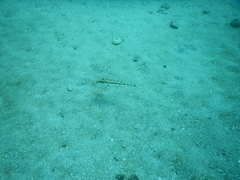 Sphoeroides spengleri