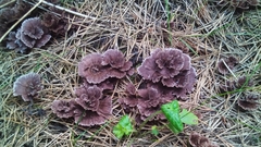 Thelephora caryophyllea
