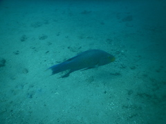 Bodianus rufus