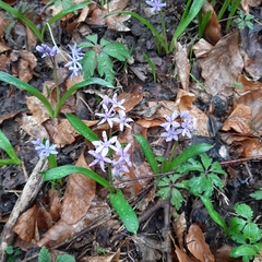 Scilla bifolia