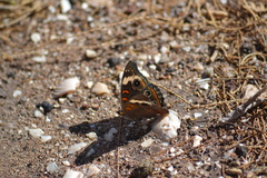 Junonia pacoma