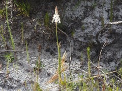 Bulbinella trinervis