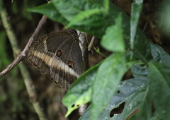 Dasyophthalma rusina