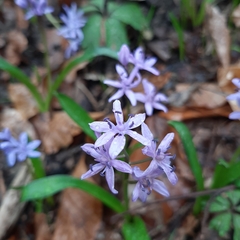 Scilla bifolia