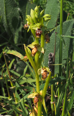 Ophrys umbilicata