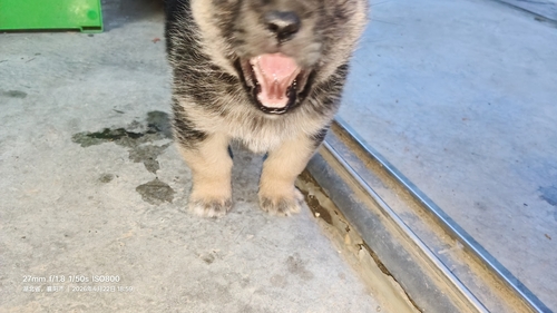 Western Domestic Dog