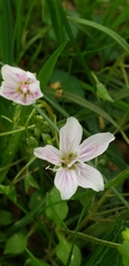 Claytonia virginica