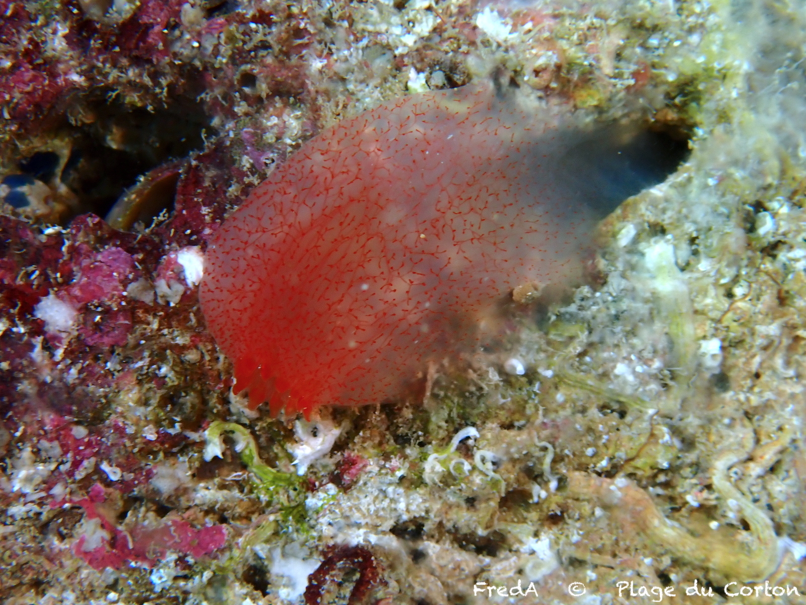 Ascidia mentula Müller, 1776